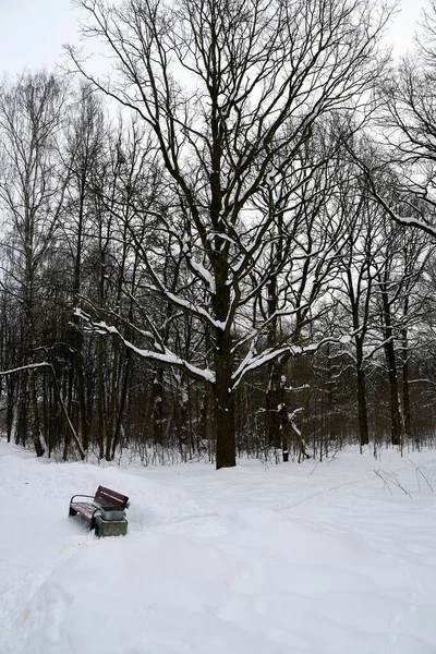 Зимняя Панорама Городского Парка Деревянная Скамейка Поляне Фоне Деревьев — стоковое фото