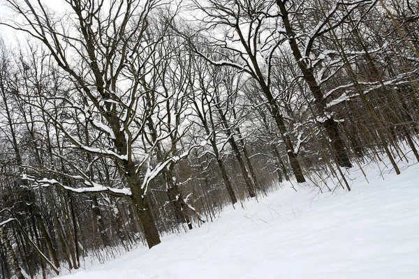 オランダの遠近法写真 雪に覆われた牧草地や木々のパノラマビュー — ストック写真