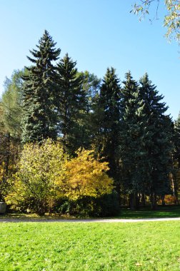 Ormanın manzarası büyük çam ve çalıları temizliyor. Mavi gökyüzüne karşı ağaçlar.
