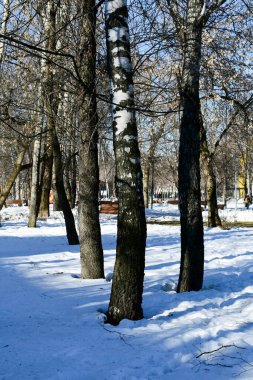 Şehir meydanının panoramik manzarası. Karla kaplı bir düzlükteki huş ağaçları.