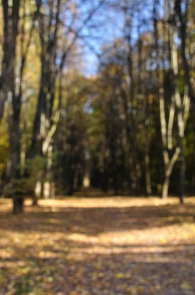 Деактивоване Зображення Паркової Алеї Дерев Немає Фокусу Боке — стокове фото