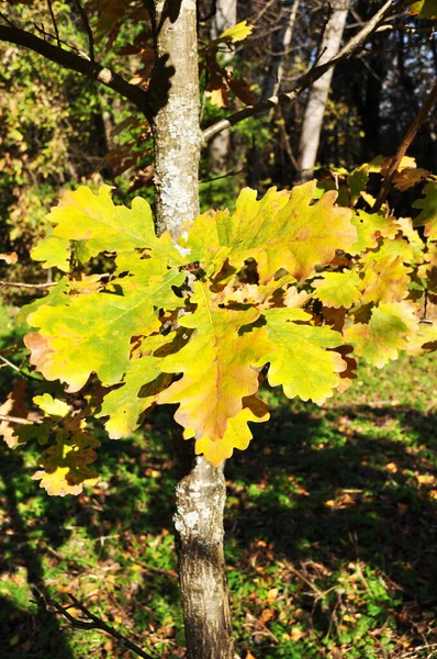 黄色いオークが枝に葉を出します 木々の背景に葉がぼやけている — ストック写真