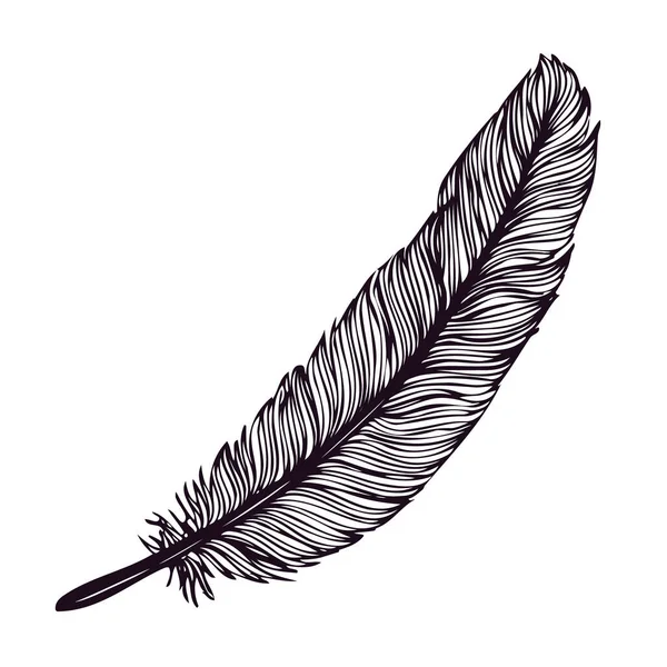 Plume dessinée à la main isolée sur fond blanc. — Image vectorielle