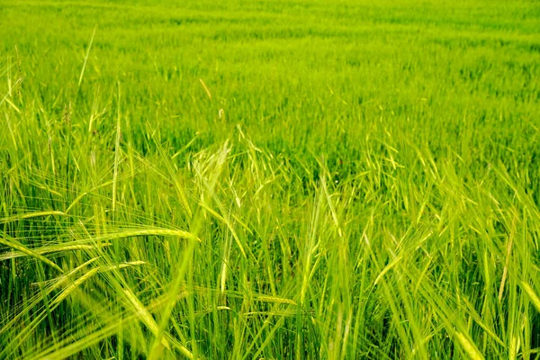 Grüne Weizenfelder Aus Nächster Nähe — Stockfoto