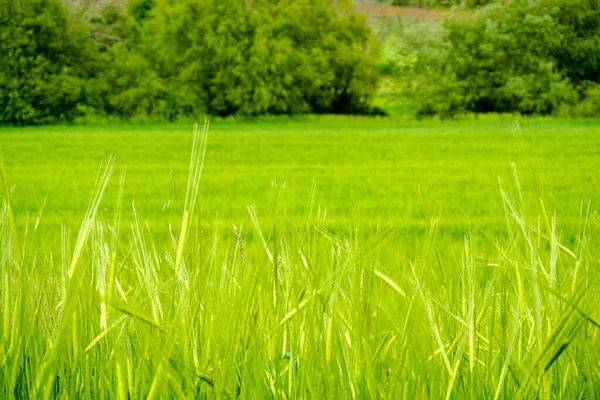 Grüne Weizenfelder Aus Nächster Nähe — Stockfoto