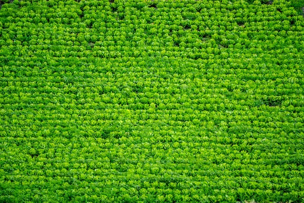Lettuce Field Diyarbakir Turkey — Stock Photo, Image