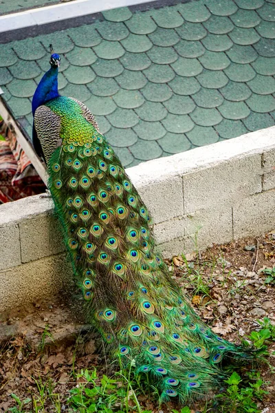 Pájaro Pavo Real Con Cola Colores Vibrantes — Foto de Stock