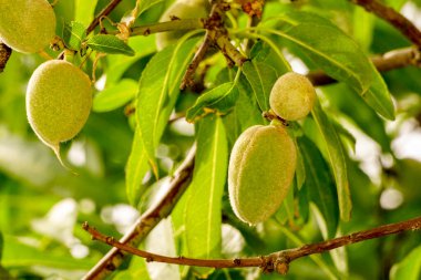 Yeşil bademler görüntüyü kapatın