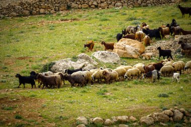 9 Mayıs 2022 Derik Mardin Türkiye. Keçi sürüsü çobanlar tarafından tarlaya sürüldü.