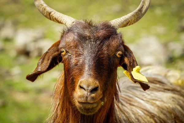 Manada Cabras Vista Cerca — Foto de Stock