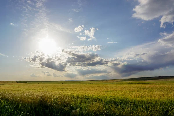 Вушні Поля Зеленої Пшениці Заході Сонця — стокове фото