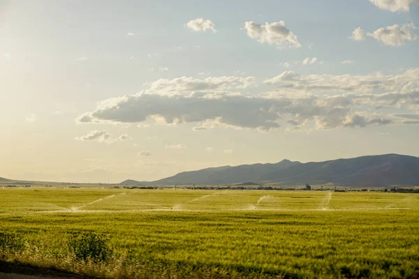 Вушні Поля Зеленої Пшениці Заході Сонця — стокове фото