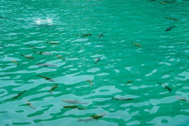 14 Mayıs 2022 Şanlıurfa Türkiye. Şanlıurfa 'daki Urfa Balikligol Halil ul Rahman camii