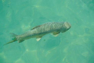 14 Mayıs 2022 Şanlıurfa Türkiye. Şanlıurfa 'daki Urfa Balikligol Halil ul Rahman camii