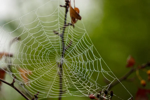 Spider Web Nature Morning Fog Mist Close View — Stock Photo, Image