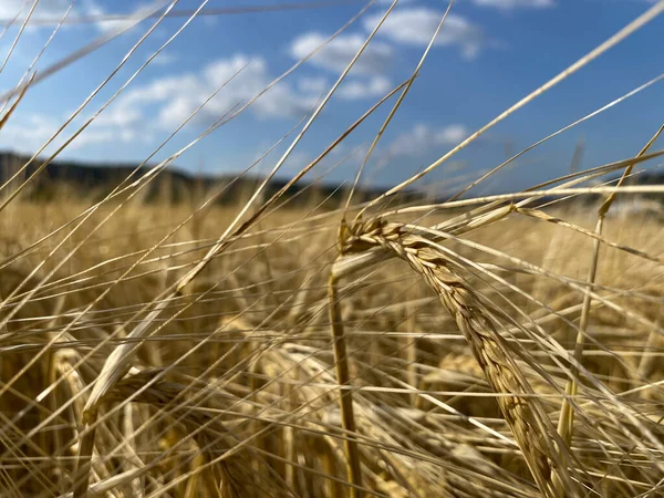 Пшеничне Вухо Крупним Планом Полі — стокове фото
