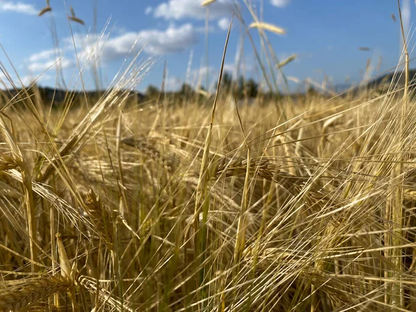 Пшеничне Вухо Крупним Планом Полі — стокове фото