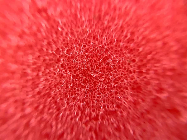 Macro Shot Red Sponge Close View — Stockfoto