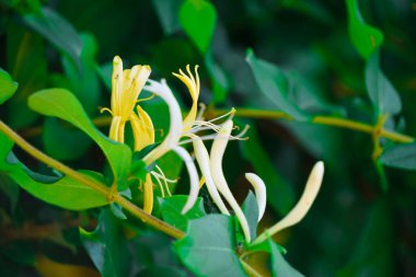 Jasmine flower close up view uncultivated