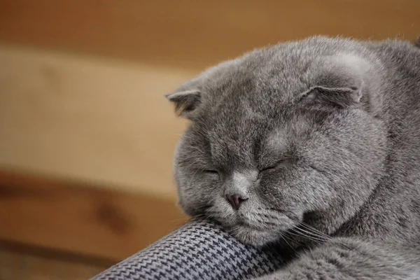 Cute Scottish Fold Cat Sleeping Couch Portrait Close View — Stok fotoğraf