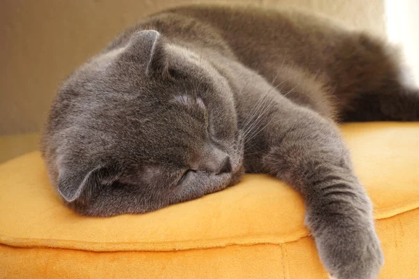 Cute Scottish Fold Cat Sleeping Couch Portrait Close View — Fotografia de Stock