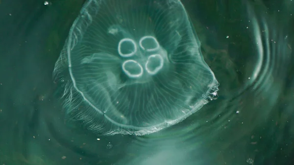 Jellyfish Sea Close View — Stockfoto