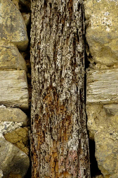Bedbug Infested Wooden Girder Close View —  Fotos de Stock