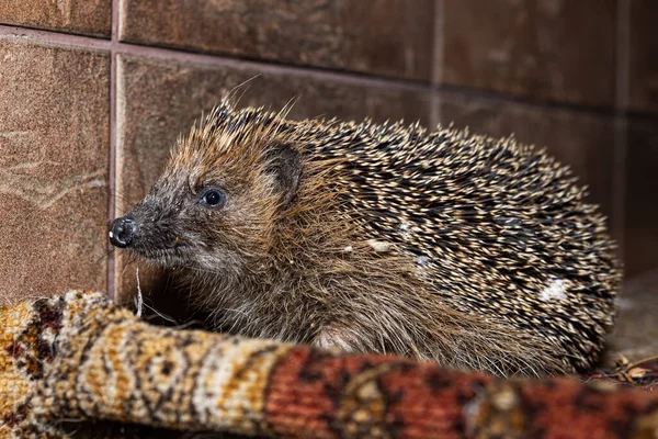 Hedgehog at night clause up from the side eye