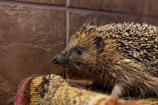 Hedgehog at night clause up from the side eye