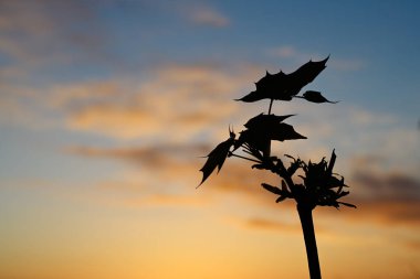Arka planda Marple ağacı harika gökyüzü.