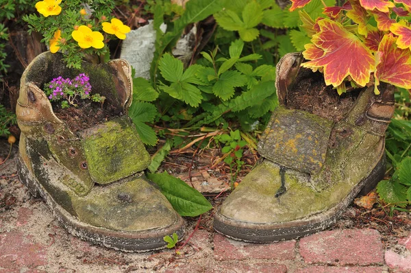 Old Worn Shoes Turned Flower Pots — 图库照片