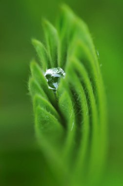 Dew drop inside green leaf, great details, blurry background.