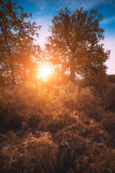 Forêt Chênes Majestueuse Remplie Douce Lumière Soleil Matin — Photo