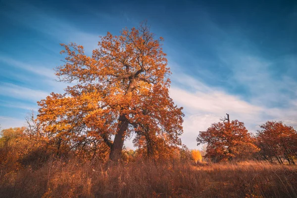 日の出の秋の谷の古いオークの木 — ストック写真