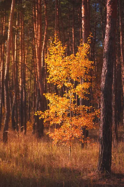 Árbol Amarillo Otoño Bosque Profundo — Foto de Stock