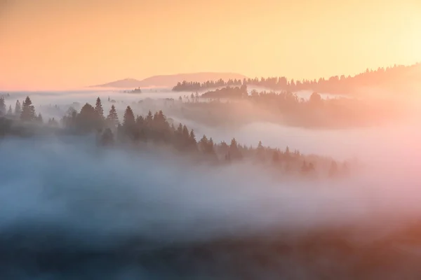 Majestic Spring Scene Sunrise Valley Picturesque Morning Location Place Carpathian — Stock Photo, Image