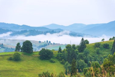 Alpine Dağı Vadisi 'nde sabahın erken saatlerinde. Güzel, huzurlu bir manzara. Karpatlar, Ukrayna, Avrupa