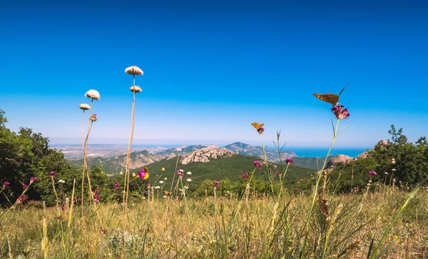 Çiçeklerin Üzerinde Kelebekler Olan Kırım Muntain Manzarası Parlak Yaz Günü — Stok fotoğraf