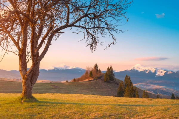 Árbol Solitario Una Colina Verde Con Montañas Nevadas Distantes Horizonte —  Fotos de Stock