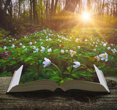 Birçok bahar çiçekleri açık bir büyülü sayfalarında bir derin fairytale ormanda yaptırın. Doğa kavramı.