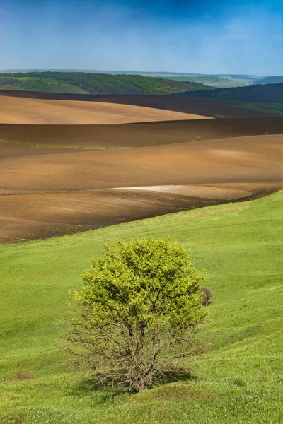 Árvore Solitária Uma Colina Rolante Contra Campos Primavera Ucrânia Europa — Fotografia de Stock