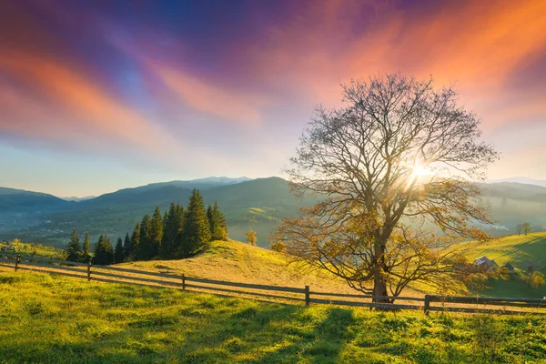 Дивовижний Захід Сонця Яскравими Хмарами Небі Самотнє Дерево Альпійській Лузі — стокове фото