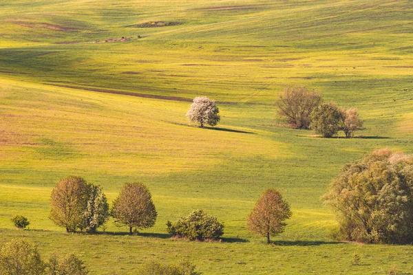 Vale Primavera Coberto Com Verde Fresco Ucrânia Europa — Fotografia de Stock