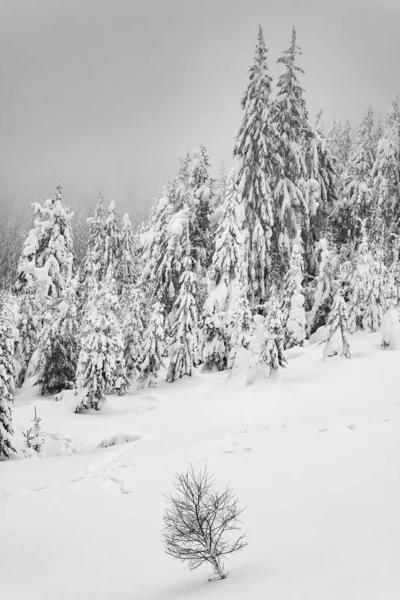 Carpathian Winter Mountain Forest Covered Fresh Snow Black White Stylization Imagen de stock