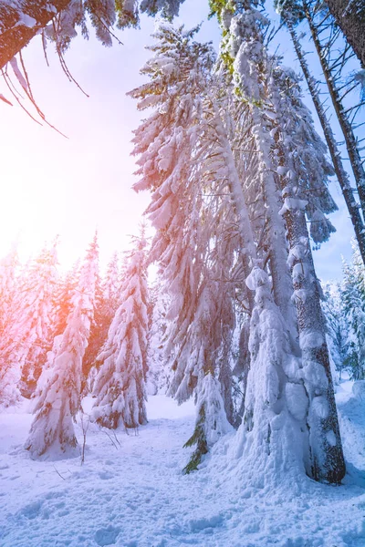Пихтовый Лес Покрытый Свежим Пушистым Снегом Мечтательный Карпатский Характер Зимний Лицензионные Стоковые Изображения