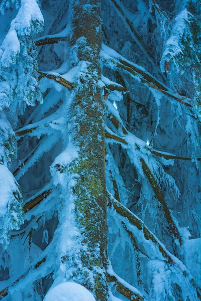 Fir Tree Branches Covered Snow Mountain Winter Forest Fotos de stock libres de derechos