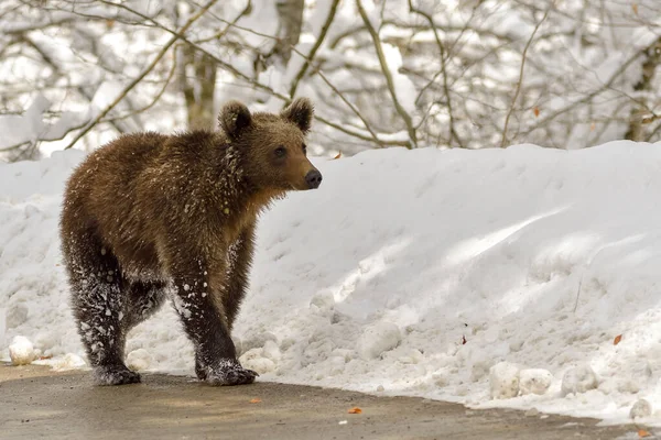 Wild Adult Brown Bear Ursus Arctos Winter Forest Dangerous Animal — Stok Foto