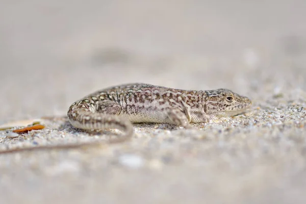 Steppe Racer Lizard Eremias Argguta บนทราย ชายฝ งทะเลด — ภาพถ่ายสต็อก