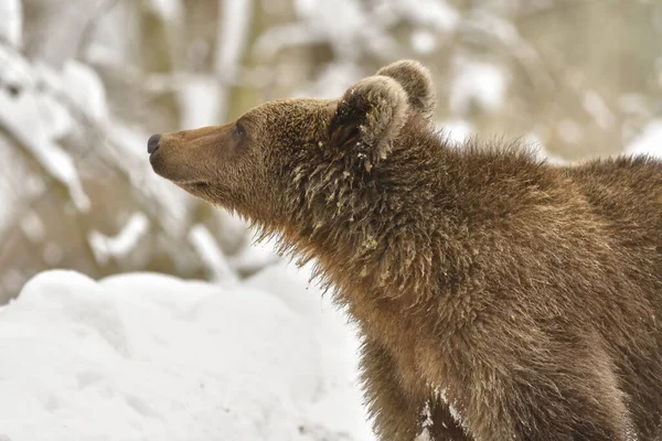 Wild Adult Brown Bear Ursus Arctos Winter Forest Dangerous Animal — Stok Foto