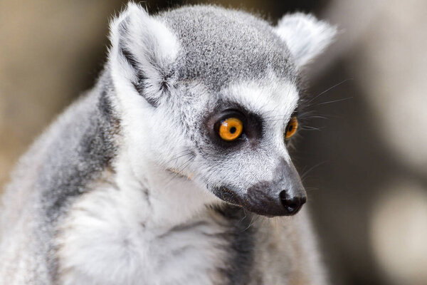 Ring Tailed Lemur Hilarious Facial Expression Pose Stock Picture